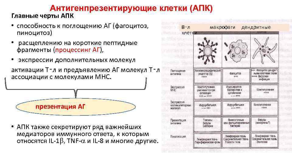 Антигенпрезентирующие клетки (АПК) Главные черты АПК • способность к поглощению АГ (фагоцитоз, пиноцитоз) •