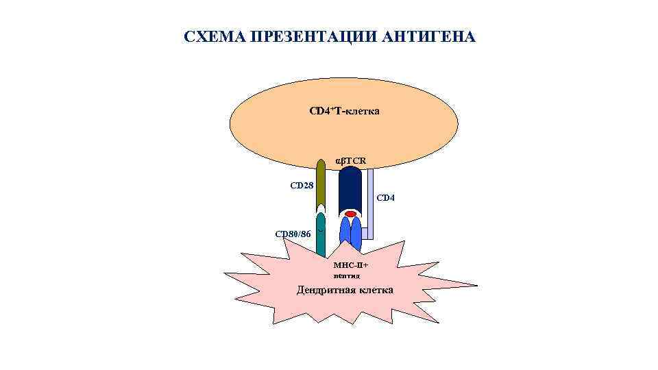  СХЕМА ПРЕЗЕНТАЦИИ АНТИГЕНА CD 4+Т-клетка αβTCR CD 28 CD 4 CD 80/86 MHC-II+