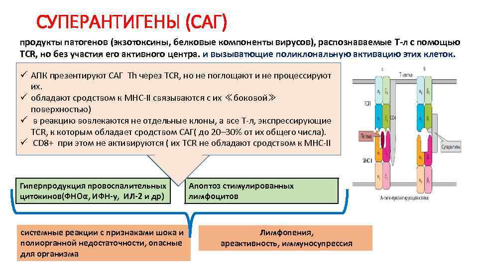 СУПЕРАНТИГЕНЫ (САГ) продукты патогенов (экзотоксины, белковые компоненты вирусов), распознаваемые Т-л с помощью TCR, но