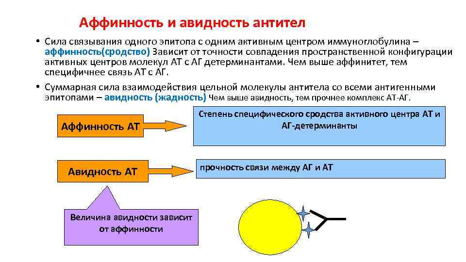 Аффинность и авидность антител • Сила связывания одного эпитопа с одним активным центром иммуноглобулина