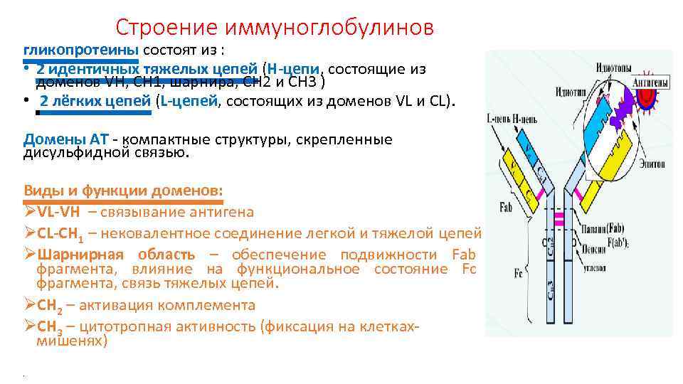 Строение иммуноглобулинов гликопротеины состоят из : • 2 идентичных тяжелых цепей (H-цепи, состоящие из