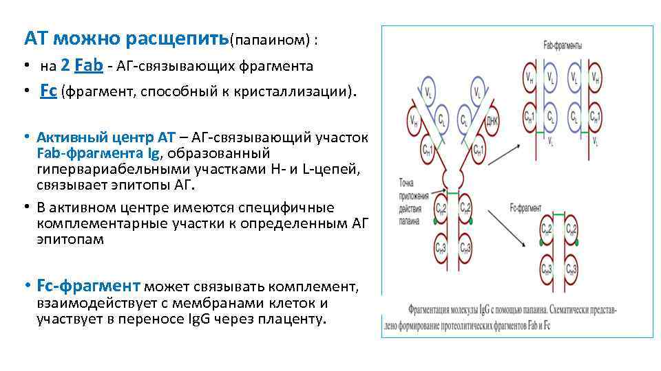 АТ можно расщепить(папаином) : • на 2 Fab - АГ-связывающих фрагмента • Fc (фрагмент,