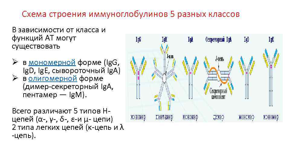 Классификация иммуноглобулинов схема