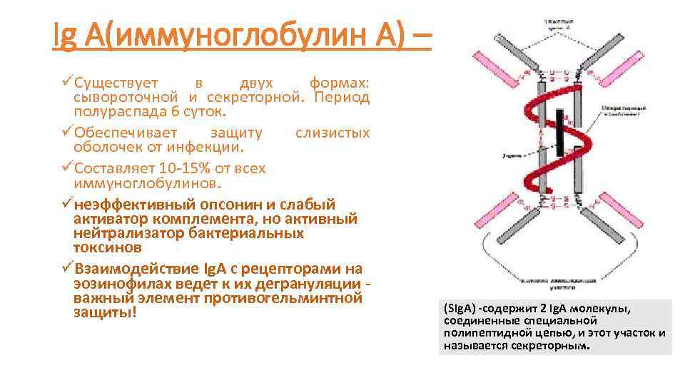 Ig A(иммуноглобулин А) – üСуществует в двух формах: сывороточной и секреторной. Период полураспада 6