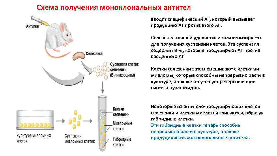 Метод гибридных клеток