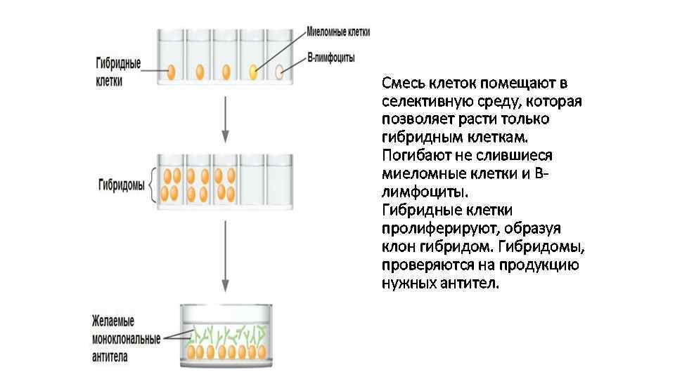 Смесь клеток помещают в селективную среду, которая позволяет расти только гибридным клеткам. Погибают не