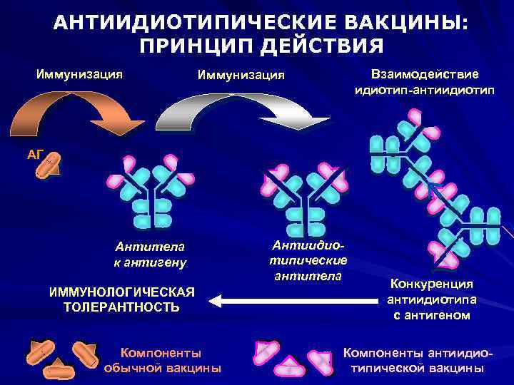 АНТИИДИОТИПИЧЕСКИЕ ВАКЦИНЫ: ПРИНЦИП ДЕЙСТВИЯ Иммунизация Взаимодействие идиотип-антиидиотип Иммунизация АГ Антитела к антигену ИММУНОЛОГИЧЕСКАЯ ТОЛЕРАНТНОСТЬ
