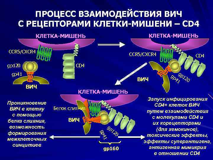 ПРОЦЕСС ВЗАИМОДЕЙСТВИЯ ВИЧ С РЕЦЕПТОРАМИ КЛЕТКИ-МИШЕНИ – CD 4 КЛЕТКА-МИШЕНЬ CCR 5/CXCR 4 gp