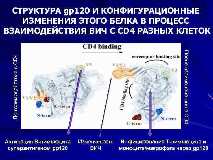 Активация В-лимфоцита cуперантигеном gp 120 После взаимодействия с CD 4 До взаимодействия с CD