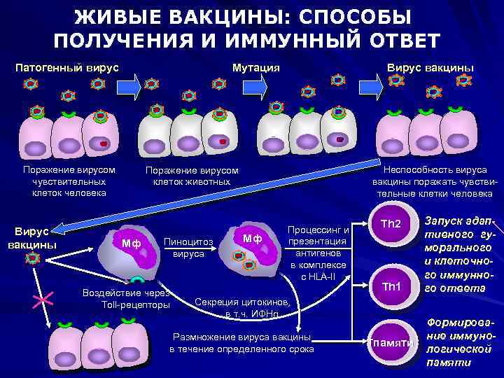 Живые вакцины картинки