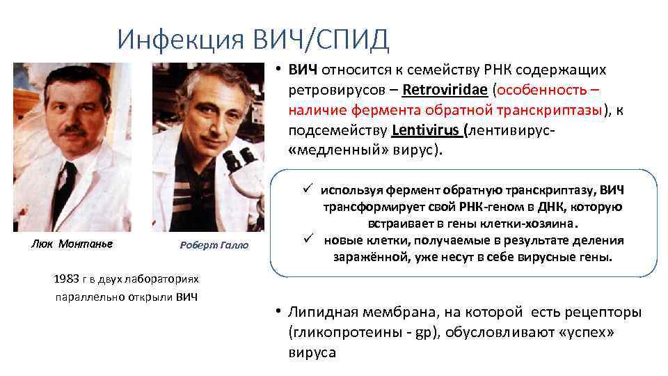 Инфекция ВИЧ/СПИД • ВИЧ относится к семейству РНК содержащих ретровирусов – Retroviridae (особенность –