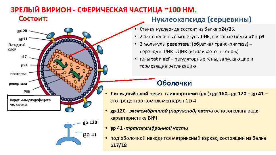 ЗРЕЛЫЙ ВИРИОН - СФЕРИЧЕСКАЯ ЧАСТИЦА ~100 НМ. Состоит: Нуклеокапсида (серцевины) • Стенка нуклеоида состоит