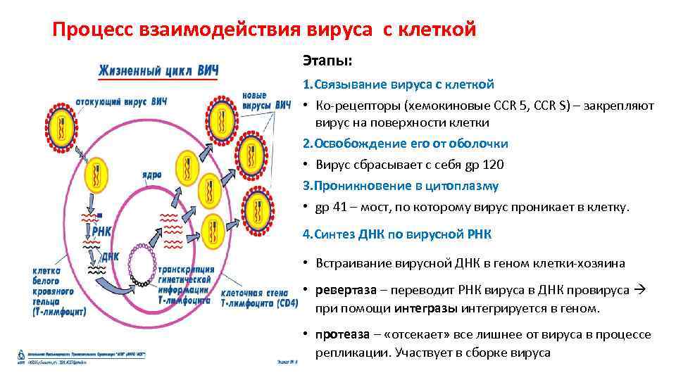 Как происходит размножение вирусов вызывающих спид. Схема репродукции вируса иммунодефицита человека ВИЧ. Вирус ВИЧ В репликация схема. Последовательность этапов цикла развития вируса ВИЧ. Стадии взаимодействия вируса с клеткой.