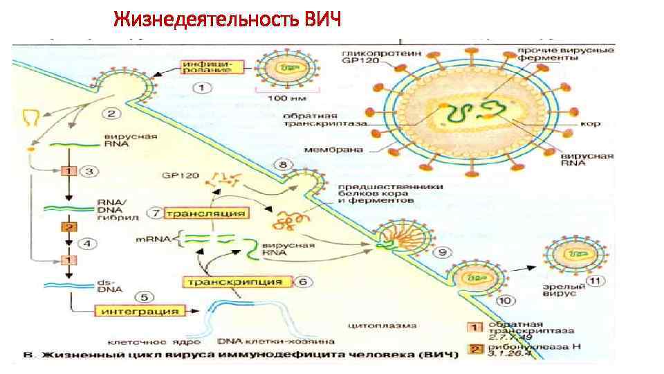 Жизнедеятельность ВИЧ 