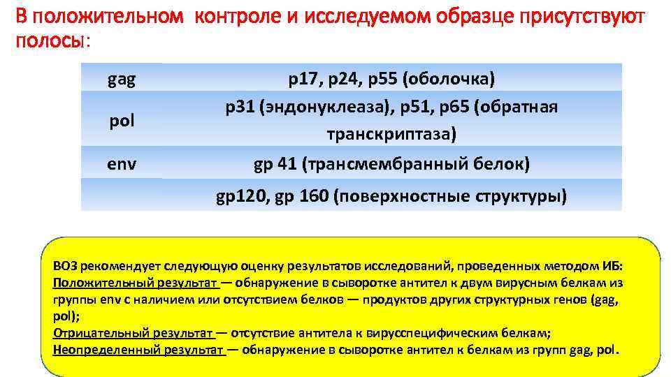 В положительном контроле и исследуемом образце присутствуют полосы: gag pol env p 17, p