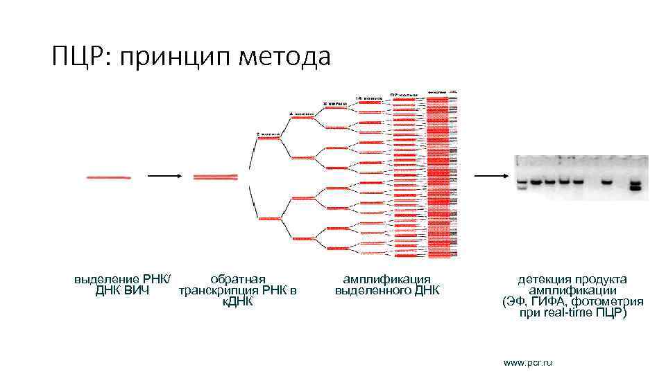 ПЦР: принцип метода обратная выделение РНК/ транскрипция РНК в ДНК ВИЧ к. ДНК амплификация