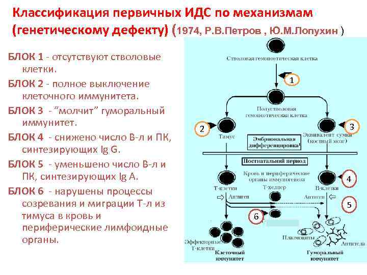 Классификация первичных ИДС по механизмам (генетическому дефекту) (1974, Р. В. Петров , Ю. М.