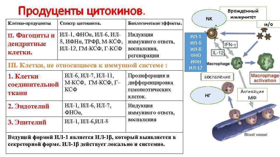 Продуценты цитокинов. Клетки-продуценты Спектр цитокинов. Биологические эффекты. II. Фагоциты и ИЛ-1, ФНОα, ИЛ-6, ИЛ-
