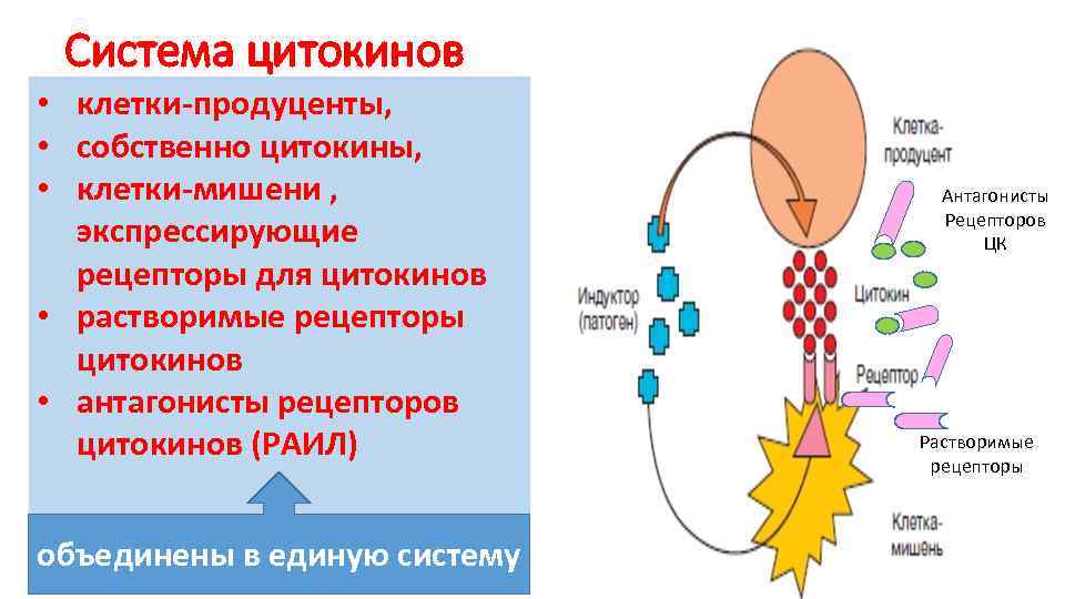 Схема цитокиновой регуляции иммунного ответа