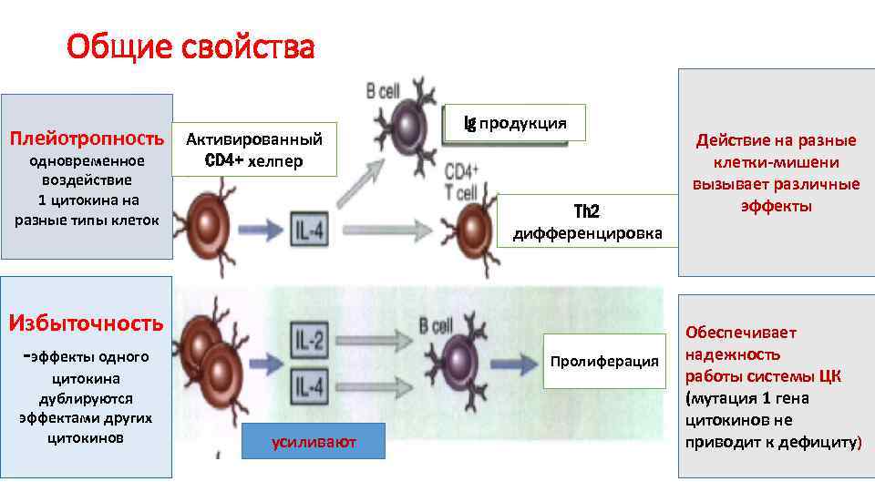 Общие свойства Плейотропность Активированный одновременное воздействие 1 цитокина на разные типы клеток CD 4+