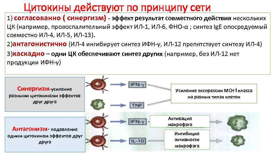 Цитокины действуют по принципу сети 1) согласованно ( синергизм) - эффект результат совместного действия