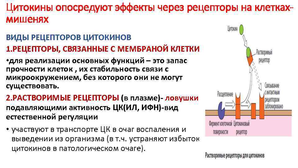 Цитокины опосредуют эффекты через рецепторы на клеткахмишенях ВИДЫ РЕЦЕПТОРОВ ЦИТОКИНОВ 1. РЕЦЕПТОРЫ, СВЯЗАННЫЕ С