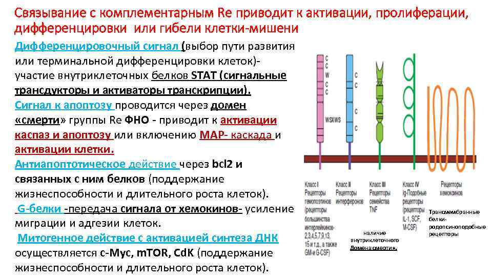 Связывание с комплементарным Re приводит к активации, пролиферации, дифференцировки или гибели клетки-мишени Дифференцировочный сигнал