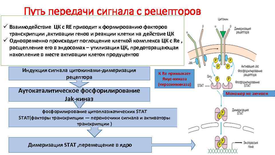 Регуляция иммунного ответа презентация