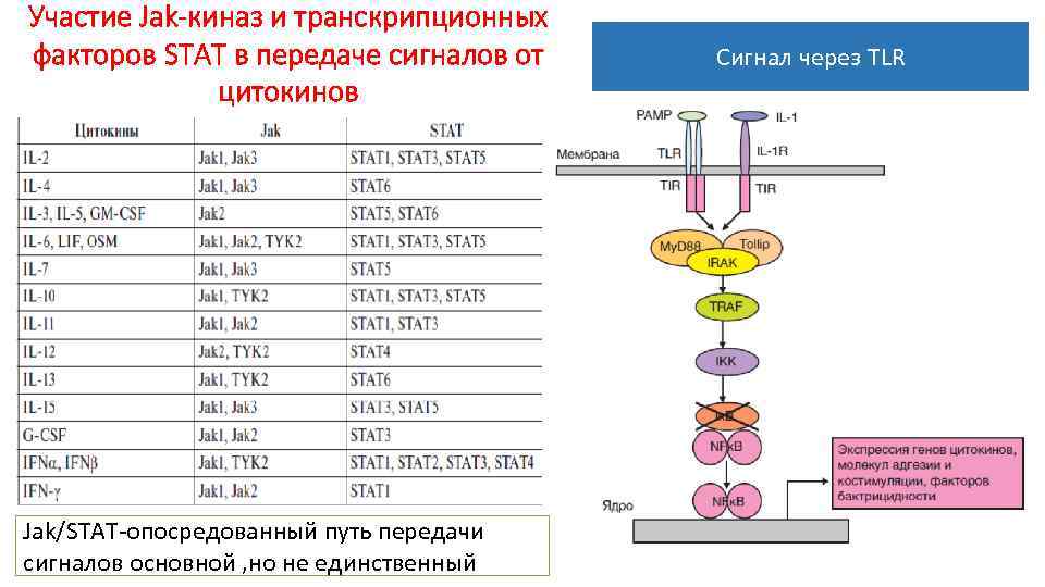 Участие Jak-киназ и транскрипционных факторов STAT в передаче сигналов от цитокинов Jak/STAT-опосредованный путь передачи