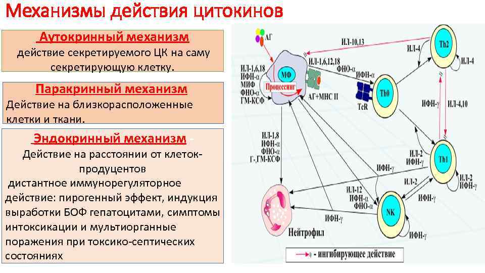 Влияние на клетку