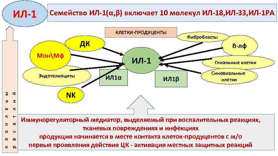 ИЛ-1 Семейство ИЛ-1(α, β) включает 10 молекул ИЛ-18, ИЛ-33, ИЛ-1 РА КЛЕТКИ-ПРОДУЦЕНТЫ ДК В-лф