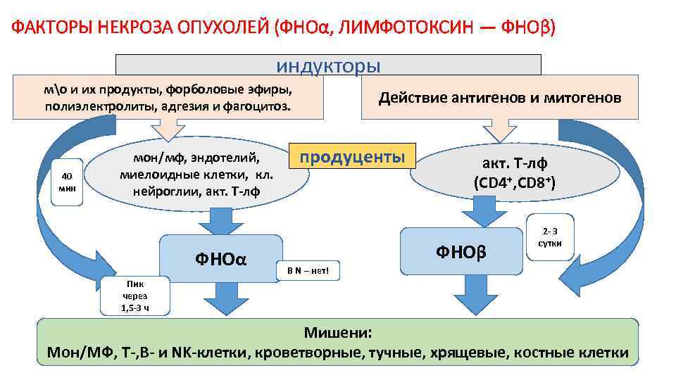 ФАКТОРЫ НЕКРОЗА ОПУХОЛЕЙ (ФНОα, ЛИМФОТОКСИН — ФНОβ) индукторы мо и их продукты, форболовые эфиры,