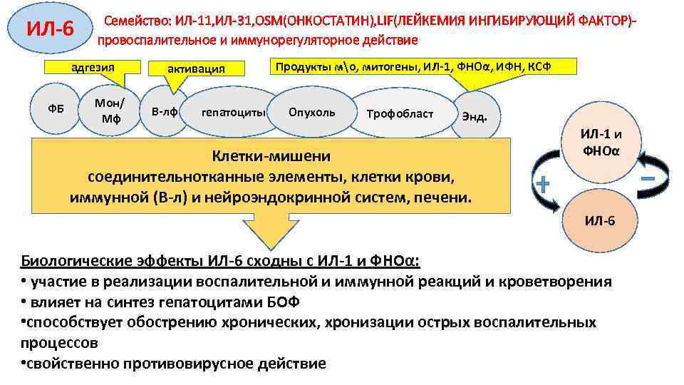 ИЛ-6 Семейство: ИЛ-11, ИЛ-31, ОSM(ОНКОСТАТИН), LIF(ЛЕЙКЕМИЯ ИНГИБИРУЮЩИЙ ФАКТОР)провоспалительное и иммунорегуляторное действие адгезия ФБ Мон/