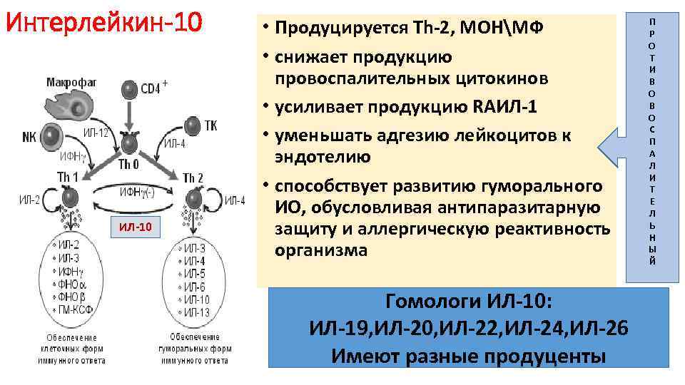 Интерлейкин-10 ИЛ-10 • Продуцируется Th-2, МОНМФ • снижает продукцию провоспалительных цитокинов • усиливает продукцию