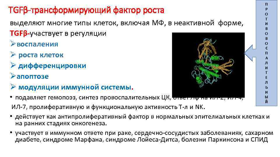 TGFβ-трансформирующий фактор роста выделяют многие типы клеток, включая МФ, в неактивной форме, TGFβ-участвует в