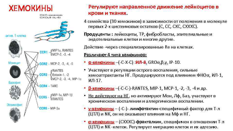 ХЕМОКИНЫ Регулируют направленное движение лейкоцитов в крови и тканях. 4 семейства (30 хемокинов) в