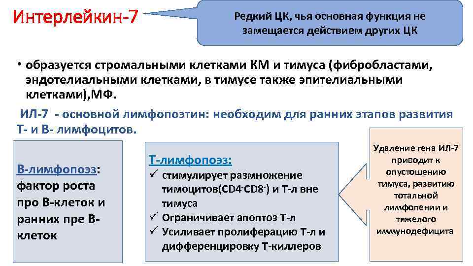 Интерлейкин-7 Редкий ЦК, чья основная функция не замещается действием других ЦК • образуется стромальными