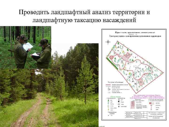 Проводить ландшафтный анализ территории и ландшафтную таксацию насаждений 