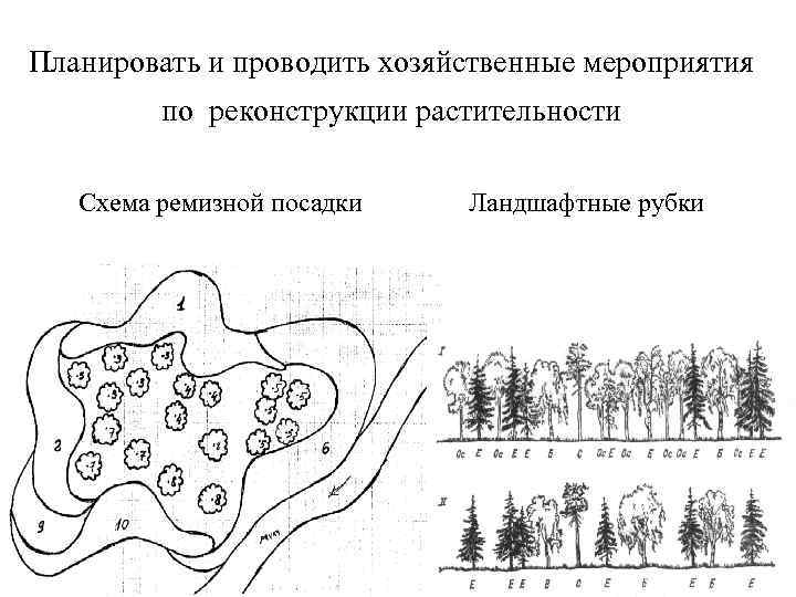 Планировать и проводить хозяйственные мероприятия по реконструкции растительности Схема ремизной посадки Ландшафтные рубки 