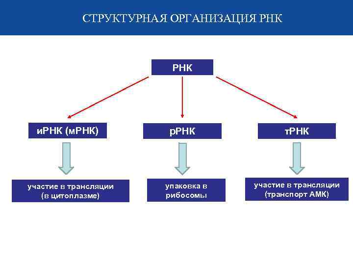 СТРУКТУРНАЯ ОРГАНИЗАЦИЯ РНК и. РНК (м. РНК) участие в трансляции (в цитоплазме) р. РНК