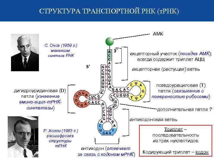 СТРУКТУРА ТРАНСПОРТНОЙ РНК (т. РНК) АМК С. Очоа (1959 г. ) механизм синтеза РНК