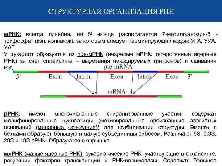 СТРУКТУРНАЯ ОРГАНИЗАЦИЯ РНК м. РНК: всегда линейна, на 5| -конце располагается 7 -метилгуанозин-5| трифосфат