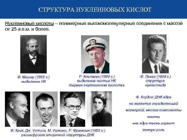 СТРУКТУРА НУКЛЕИНОВЫХ КИСЛОТ Нуклеиновые кислоты – полимерные высокомолекулярные соединения с массой от 25 а.
