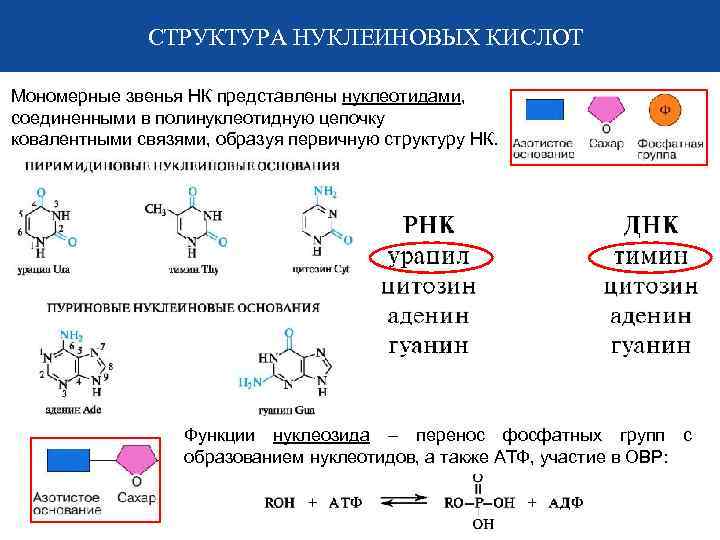 СТРУКТУРА НУКЛЕИНОВЫХ КИСЛОТ Мономерные звенья НК представлены нуклеотидами, соединенными в полинуклеотидную цепочку ковалентными связями,