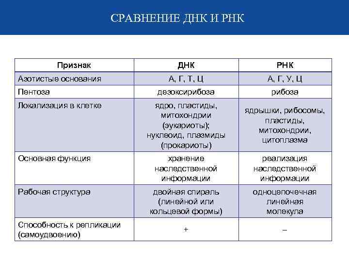 СРАВНЕНИЕ ДНК И РНК Признак ДНК РНК А, Г, Т, Ц А, Г, У,