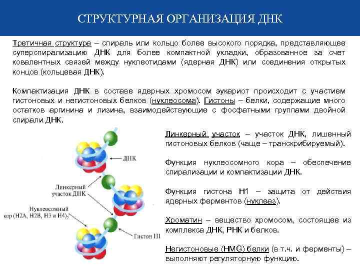 СТРУКТУРНАЯ ОРГАНИЗАЦИЯ ДНК Третичная структура – спираль или кольцо более высокого порядка, представляющее суперспирализацию