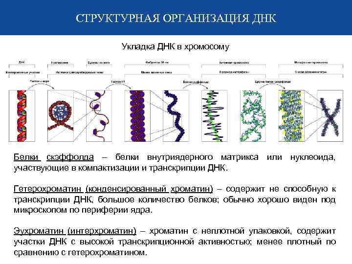 СТРУКТУРНАЯ ОРГАНИЗАЦИЯ ДНК Укладка ДНК в хромосому Белки скэффолда – белки внутриядерного матрикса или