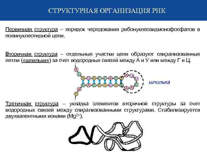 СТРУКТУРНАЯ ОРГАНИЗАЦИЯ РНК Первичная структура – порядок чередования рибонуклеозидмонофосфатов в полинуклеотидной цепи. Вторичная структура