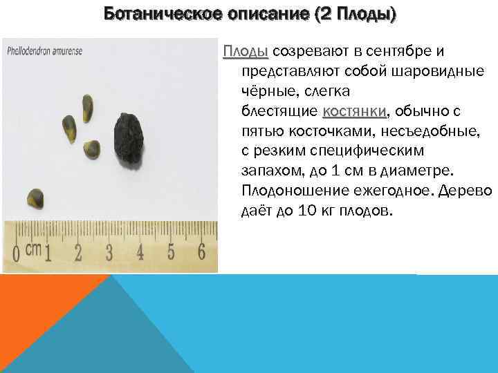 Ботаническое описание (2 Плоды) Плоды созревают в сентябре и Плоды представляют собой шаровидные чёрные,