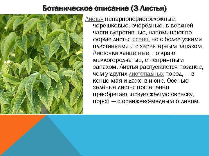 Ботаническое описание (3 Листья) Листья непарноперистосложные, черешковые, очерёдные, в верхней части супротивные, напоминают по